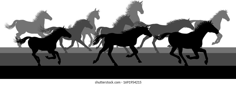 A running or stampeding herd of wild horses in silhouette 