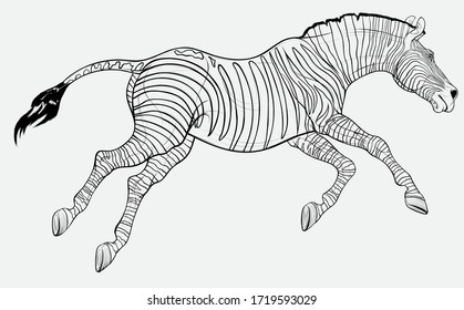 Running striped horse lowered its head and gallops with legs stretched out. Linear vector illustration for safari and wildlife tourism.