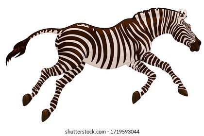 Running striped horse lowered its head and gallops with legs stretched out. Colored vector illustration for safari and wildlife tourism.