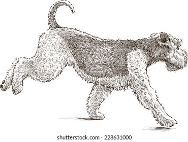 running terrier