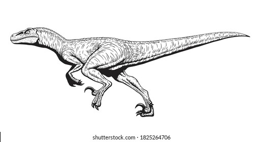 Running Velociraptor drawing line art, Raptor dinosaurs coloring page, Isolated on white background, Vector illustration