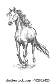 Running white horse pencil sketch. Vector galloping mustang stallion rushing against wind