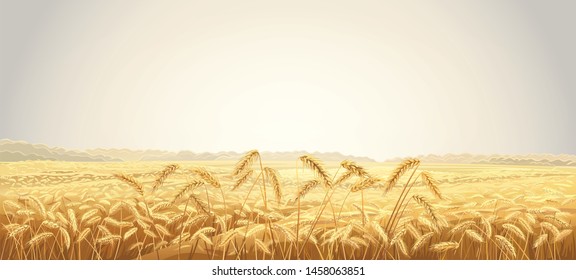 Rural autumn landscape with fields and ears of wheat in the foreground. Vector illustation.