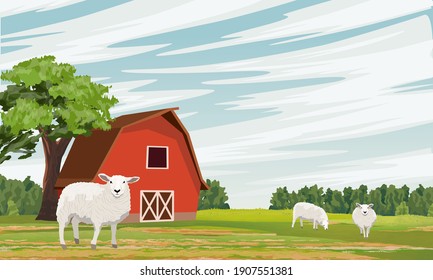 Rural barn on the field. Farm. Forest and pasture with grazing white sheep. Vector farm landscape