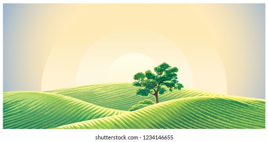 Rural dawn landscape with sown fields and a lonely tree.