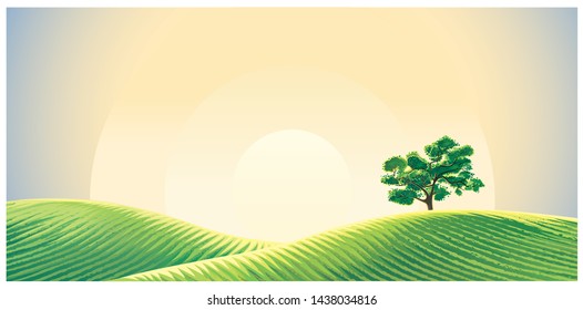 Rural dawn landscape with sown fields and a lonely tree.
