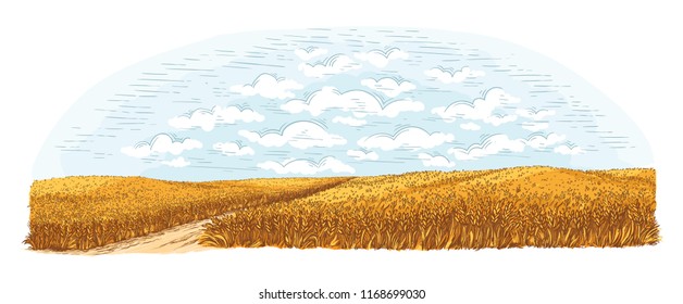 rural field with ripe wheat on background of clouds. Vector illustration