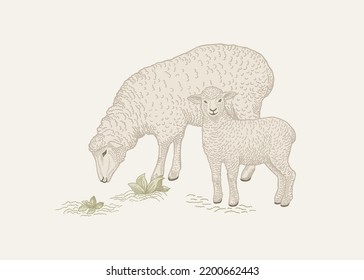 Rural illustration. A sheep grazes with a lamb. Vintage card.