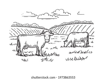 Rural landscape. Cows graze in the meadow. Hand drawn sketch. Vintage style. Color vector illustration.