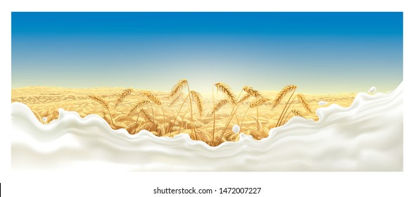 Rural landscape with a field and ears of wheat and a splash of milk in the foreground