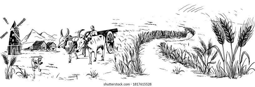 Rural landscape field wheat, Bullock, Tractor, Cow, wind power, house, trees, plant, fences, Tuscany Landscape, old Barn, Hand drawn vintage vector Illustration.