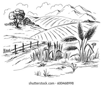 Rural landscape field wheat in graphical style. Hand drawn and converted to vector Illustration.