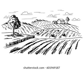 Rural landscape field wheat in graphical style. Hand drawn and converted to vector Illustration.