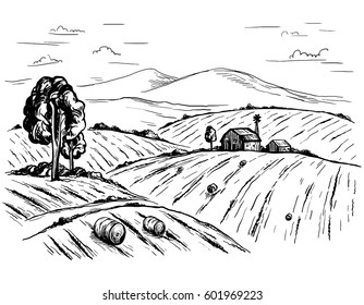 Rural landscape field wheat in graphical style. Hand drawn and converted to vector Illustration.