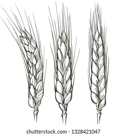 Rural landscape field wheat Hand drawn vector Countryside engraving