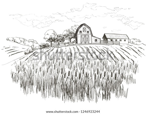 Rural Landscape Field Wheat Old Barn Stock Vector (Royalty Free) 1246923244