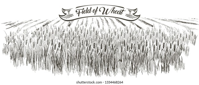 Rural landscape, field of wheat panorama. Hand drawn line vector illustration countryside, engraving