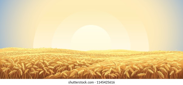 Rural landscape with a field of wheat and sunrise in the sky
