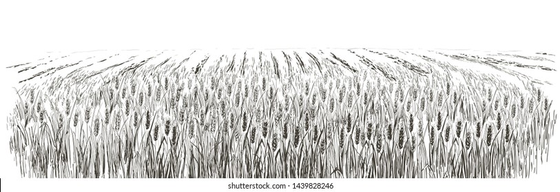 Rural landscape field of wheat, trees, plants, fences and other elements, forest panorama. Hand drawn vector illustration. Countryside engraving