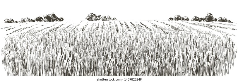 Rural landscape field of wheat, trees, plants, fences and other elements, forest panorama. Hand drawn vector illustration. Countryside engraving