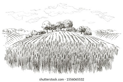Rural landscape field wheat, trees, plants, forest panorama. Hand drawn vintage vector realistic countryside engraving