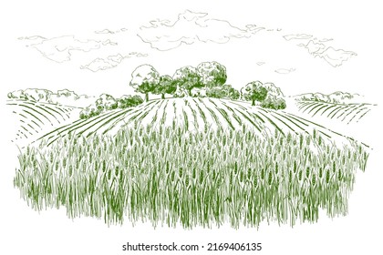 Rural landscape field wheat, trees, plants, forest panorama. Hand drawn vintage vector realistic countryside engraving