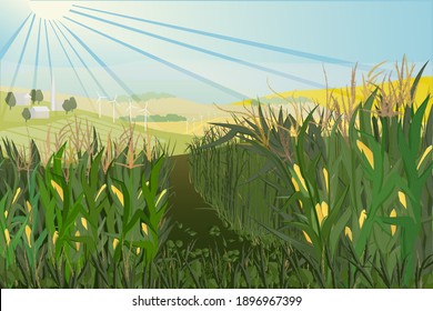 Rural landscape with fields, meadows and cornfield. Crop of cereals against the background of idyllic village nature. Vector illustration.