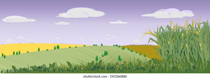 Rural landscape with fields, meadows and cornfield. Panorama with a grain harvest against the background of idyllic rural nature, sky and clouds. Vector illustration. copy space