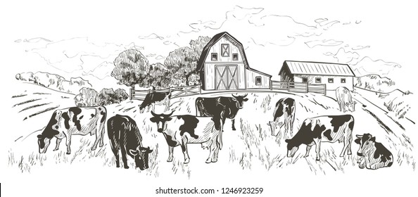 Rural landscape with flock of cows, calves field, Old Barn, house, trees, animals, fences and other elements, panorama. Hand drawn vector engraving illustration