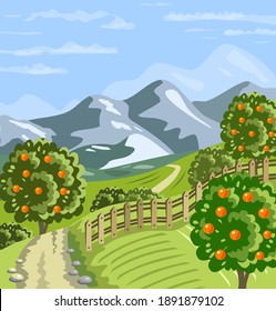 Rural landscape. Fruit garden with orange trees. Vector illustration.