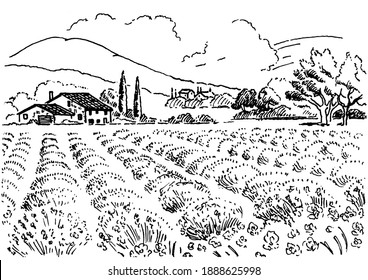 Rural landscape with  lavender  field.  Vector hand drawn vintage engraved sketch.