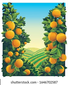 Rural landscape with orchard with oranges branches in the foreground.