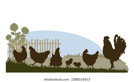 Rural landscape with poultry. Rooster, hens, grass, sunflowers slhouettes. Vector illustration