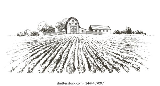 Rural landscape ripening field, agricultural landscape. Old Barn, house, trees, plants, fences and other elements, panorama. Hand drawn vector sketch illustration