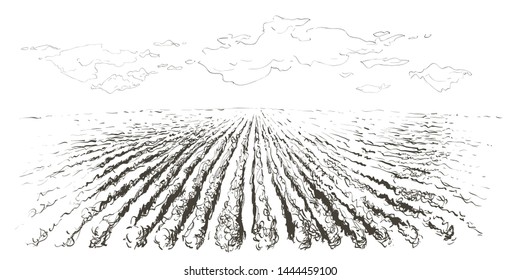 Campo de maduración rural, paisaje agrícola. Antiguo granero, casa, árboles, plantas, vallas y otros elementos, panorama. Dibujo de esbozo de vector dibujado a mano