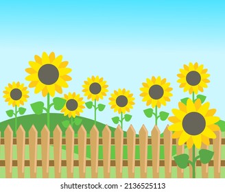 Rural landscape with sunflowers and fence. Vector