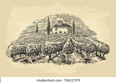 Rural landscape with villa, vineyard fields and hills. Vector black vintage engraving on old paper beige texture background. Hand draw design illustration for label or poster.