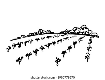 Rural landscape, vineyard, farm field, trees, rows of grape bushes. Simple hand-drawn vector drawing in black outline. Agricultural plants, plantations, organic cultivation, orchard.