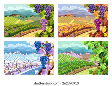 Rural landscape with vineyard and grapes bunches. Four season.