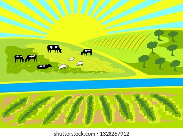Rural landscape with vineyard, olive grove and pasture with grazing cows and sheep. Rural sunrise landscape.