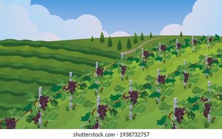 Rural landscape of vineyard.Vines with purple grapes stretching over the hills with trees and clouds in background.Summer season.Vector illustration.