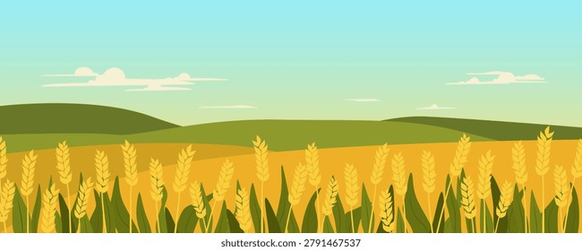 Rural landscape with wheat fields and hills. Summer field with ripening rye and green meadows. Vector illustration for a background for an agricultural or livestock company.