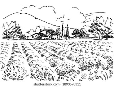 Rural landscape with windmill and lavender  field.  Vector hand drawn vintage engraved sketch.