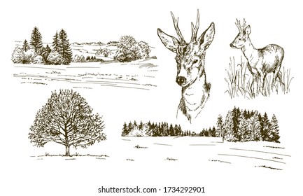 Rural landskape, forest and meadow with deer. Hand drawn set.