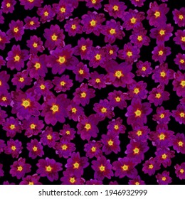 Rural style primrose flowers spring primula blossom fabric print seamless vector design. Primula purple violet primrose flowers textile pattern. Spring or summer rustic fabric floral ornament.