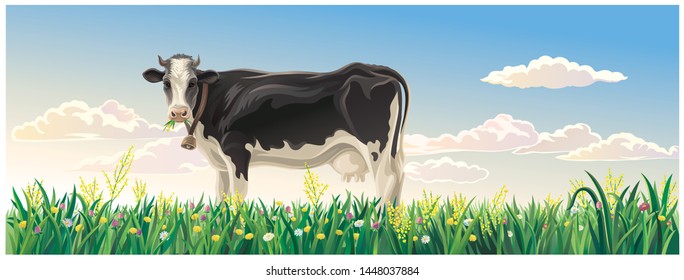 Rural summer landscape with cow. Cow in a rural meadow among flowering grasses.