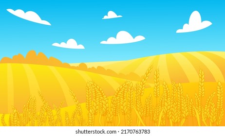 Rural summer landscape with a field of ripe wheat on the hills and valleys in the background. Vector illustration with golden grain fields. Farm autumn harvest. Ukraine flag