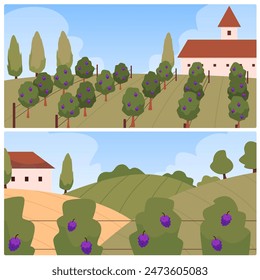 Rural vineyard landscapes set. Vector illustrations showing rows of grapevines with a farmhouse in the background, capturing the essence of vine cultivation.