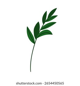 Ruscus branch with green leaves. Evergreen foliage plant with leaf. Leafy stem, fresh greenery. Botanical floral decoration. Nature decor. Flat vector illustration isolated on white background