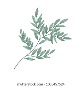 Ruscus Sprig With Green Leaves Isolated On White Background. Beautiful Natural Drawing Of Gorgeous Evergreen Plant Or Shrub. Hand Drawn Vector Illustration In Elegant Vintage Style